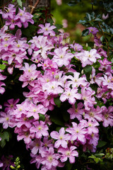 flowers in a garden, flowers