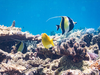 シテンヤッコ, Threespot Angelfish, Apolemichthys trimaculatus, キンチャクダイ科,
ツノダシ, Moorish Idol, Zanclus cornutus, ツノダシ科,
美しいサンゴ礁と熱帯魚の群れ。
嘉比島沖縄県
島尻郡慶良間諸島座間味島-2025
サンゴの産卵があり卵が漂う。沖縄本島から40km西方の諸島。30以上の島嶼群全体が国立公園に指