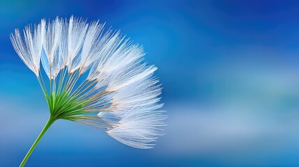 Close up macro photography of an ice covered dandelion seed head with delicate white seed hairs against a soft vibrant blue blurred background on a bright day