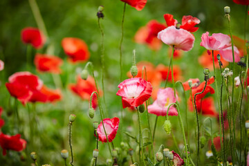 flowers in the garden