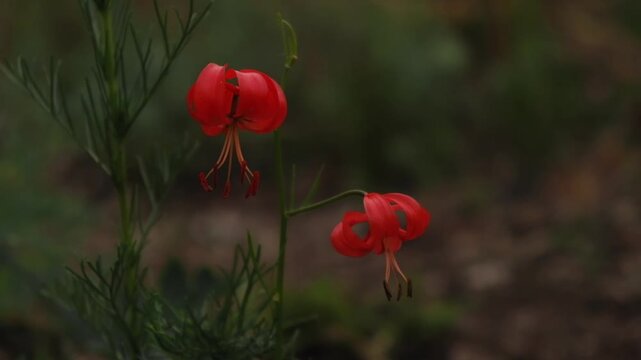 beautiful scarlet lilium pumilum flowers with recurved petals and prominent stamens gently moving in breeze on soft focus green garden background with bokeh elements. close up.