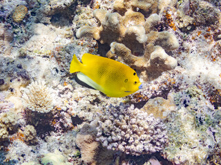 シテンヤッコ, Threespot Angelfish, Apolemichthys trimaculatus, キンチャクダイ科,
美しいサンゴ礁と熱帯魚の群れ。
嘉比島沖縄県
島尻郡慶良間諸島座間味島-2025
サンゴの産卵があり卵が漂う。沖縄本島から40km西方の諸島。30以上の島嶼群全体が国立公園に指定。珊瑚礁の青い海と白い砂浜は世界屈指の美。貴重な動植物が多数生息。
