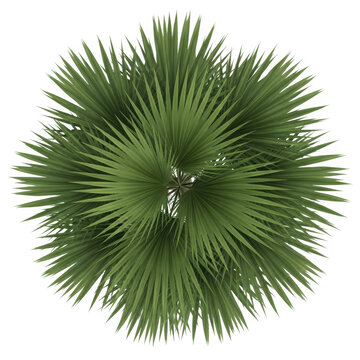 3d palm tree top view isolated on transparent background