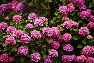 pink flowers in the garden