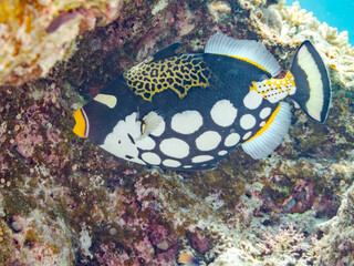 モンガラカワハギ, Clown triggerfish, Balistoides conspicillum, モンガラカワハギ科,
美しいサンゴ礁と熱帯魚の群れ。
嘉比島沖縄県
島尻郡慶良間諸島座間味島-2025
サンゴの産卵があり卵が漂う。沖縄本島から40km西方の諸島。30以上の島嶼群全体が国立公園に指定。珊瑚礁の青い海と白い砂浜は世界屈指の美。貴重な動植物が多数生息。
