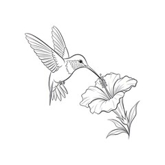 Obraz premium Hummingbird and Hibiscus Flower Line Art Drawing.