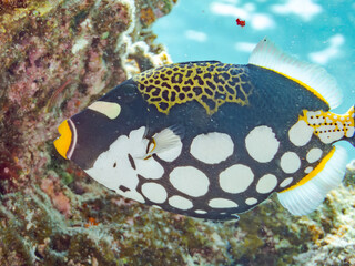 モンガラカワハギ, Clown triggerfish, Balistoides conspicillum, モンガラカワハギ科,
美しいサンゴ礁と熱帯魚の群れ。
嘉比島沖縄県
島尻郡慶良間諸島座間味島-2025
サンゴの産卵があり卵が漂う。沖縄本島から40km西方の諸島。30以上の島嶼群全体が国立公園に指定。珊瑚礁の青い海と白い砂浜は世界屈指の美。貴重な動植物が多数生息。
