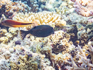 美しいクロハコフグ, Whitespotted boxfish, Ostracion meleagris, ハコフグ科,
美しいサンゴ礁と熱帯魚の群れ。
嘉比島沖縄県
島尻郡慶良間諸島座間味島-2025
サンゴの産卵があり卵が漂う。沖縄本島から40km西方の諸島。30以上の島嶼群全体が国立公園に指定。珊瑚礁の青い海と白い砂浜は世界屈指の美。貴重な動植物が多数生息。
