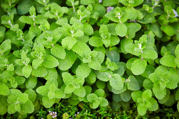 plants in the garden