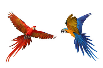 Fototapeta premium Colorful flying Macaw parrots isolated on transparent background png file