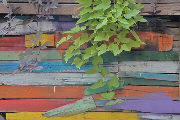 Vine on old wood wall,Vintage style of painting.