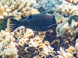美しいクロハコフグ, Whitespotted boxfish, Ostracion meleagris, ハコフグ科,
美しいサンゴ礁と熱帯魚の群れ。
嘉比島沖縄県
島尻郡慶良間諸島座間味島-2025
サンゴの産卵があり卵が漂う。沖縄本島から40km西方の諸島。30以上の島嶼群全体が国立公園に指定。珊瑚礁の青い海と白い砂浜は世界屈指の美。貴重な動植物が多数生息。
