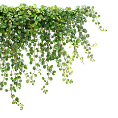Green leaves isolated on transparent background