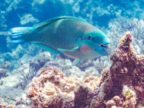 美しいヒブダイ, Blue-barred parrotfish, Scarus ghobban, ブダイ科,
美しいサンゴ礁と熱帯魚の群れ。
嘉比島沖縄県
島尻郡慶良間諸島座間味島-2025
サンゴの産卵があり卵が漂う。沖縄本島から40km西方の諸島。30以上の島嶼群全体が国立公園に指定。珊瑚礁の青い海と白い砂浜は世界屈指の美。貴重な動植物が多数生息。
