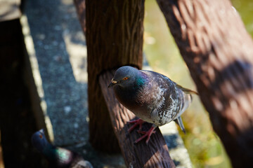 pigeon on a fence