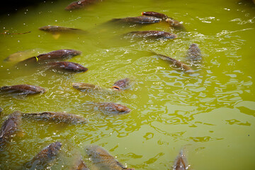 carp in the pond