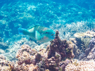 美しいヒブダイ, Blue-barred parrotfish, Scarus ghobban, ブダイ科,
美しいサンゴ礁と熱帯魚の群れ。
嘉比島沖縄県
島尻郡慶良間諸島座間味島-2025
サンゴの産卵があり卵が漂う。沖縄本島から40km西方の諸島。30以上の島嶼群全体が国立公園に指定。珊瑚礁の青い海と白い砂浜は世界屈指の美。貴重な動植物が多数生息。

