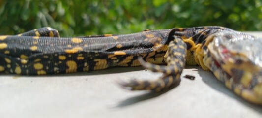 Monitor lizard reptile animal with green foliage background 