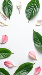 Pink green leaves on white background botanical illustration featuring striking pink and green foliage against crisp white backdrop