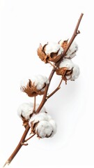 Cotton plant with flowers on white background close up of cotton plant displaying soft white flowers against pristine background