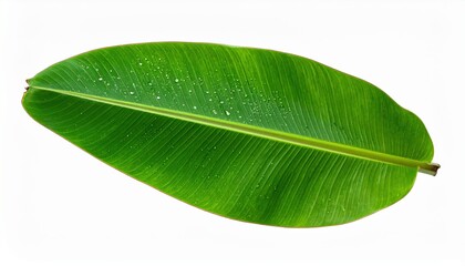 Vibrant green leaf adorned with sparkling water droplets close up of fresh green leaf glistening with clear water droplets showcasing natural beauty