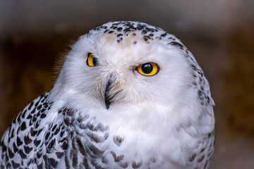 Polar owl's face in close-up.