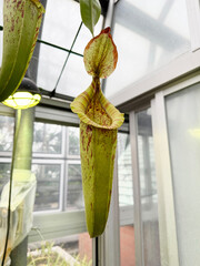 温室のウツボカズラ