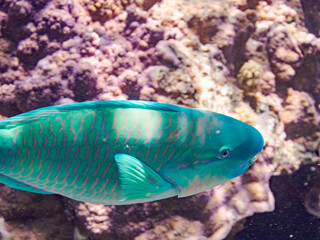 美しいヒブダイ, Blue-barred parrotfish, Scarus ghobban, ブダイ科,
美しいサンゴ礁と熱帯魚の群れ。
嘉比島沖縄県
島尻郡慶良間諸島座間味島-2025
サンゴの産卵があり卵が漂う。沖縄本島から40km西方の諸島。30以上の島嶼群全体が国立公園に指定。珊瑚礁の青い海と白い砂浜は世界屈指の美。貴重な動植物が多数生息。
