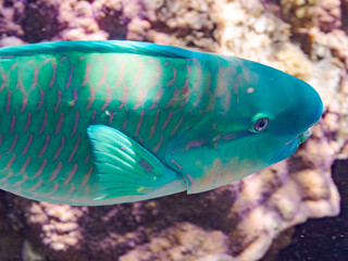 美しいヒブダイ, Blue-barred parrotfish, Scarus ghobban,...