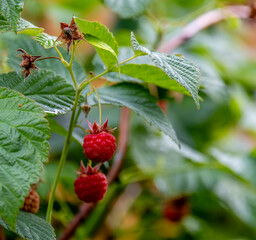 Raspberry berries on bushes on a summer day.