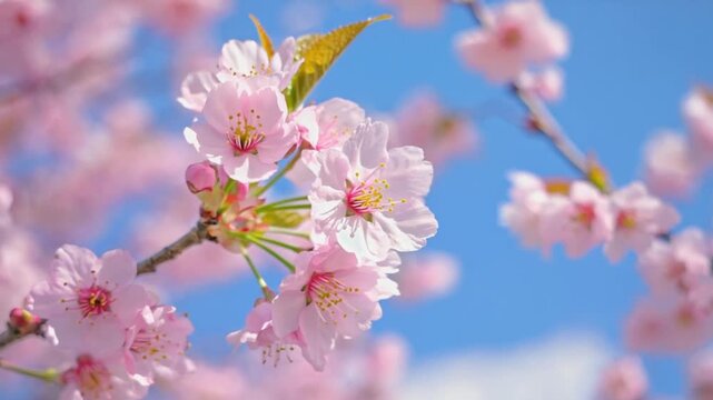 Close-up shot of beautiful pink cherry blossoms, or sakura flowers, blooming against a bright, clear blue sky in spring