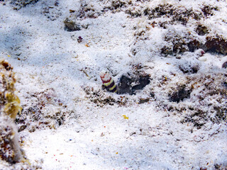 クビアカハゼ, Gorgeous prawn goby, Amblyeleotris wheeleri, ハゼ科,
コシジロテッポウエビ, Snapping shrimp, Alpheus sp.,
共生虫。
美しいサンゴ礁と熱帯魚の群れ。
嘉比島沖縄県
島尻郡慶良間諸島座間味島-2025
サンゴの産卵があり卵が漂う。沖縄本島から40km西方の諸島。30以上の島嶼群全体が国立公園に指定。珊瑚礁の青