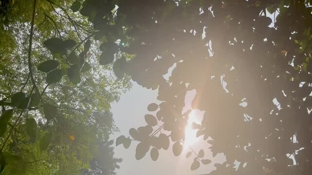B roll - Green leaves forest in spring morning sunlight, Bright green trees leaves sway in wind, Sun rays break through fresh foliage branch.