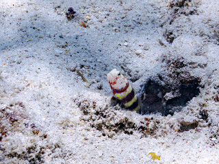 クビアカハゼ, Gorgeous prawn goby, Amblyeleotris wheeleri, ハゼ科,
コシジロテッポウエビ, Snapping shrimp, Alpheus sp.,
共生虫。
美しいサンゴ礁と熱帯魚の群れ。
嘉比島沖縄県
島尻郡慶良間諸島座間味島-2025
サンゴの産卵があり卵が漂う。沖縄本島から40km西方の諸島。30以上の島嶼群全体が国立公園に指定。珊瑚礁の青