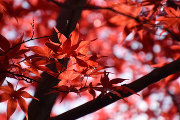 The autumn leaves ～ maple leaves at their peak of autumn color - backlit watermark shot (telephoto zoom shot) / 秋の紅葉，見頃となったもみじの葉～逆光での透かし撮り(望遠ズーム撮影)