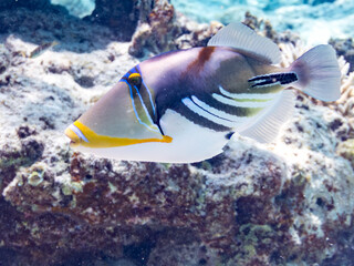 ムラサメモンガラ, Lagoon triggerfish. Picassofish, Rhinecanthus aculeatus, モンガラカワハギ科, 
Humuhumunukunukuapua’a,
美しいサンゴ礁と熱帯魚の群れ。
嘉比島沖縄県
島尻郡慶良間諸島座間味島-2025
サンゴの産卵があり卵が漂う。沖縄本島から40km西方の諸島。30以上の島嶼群全体が国立公園に指定。珊瑚礁の青い海