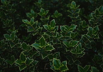 Lush green holly-like ground cover thrives in natural light, showcasing vibrant foliage perfect for winter garden landscapes and outdoor beauty ,outdoor living ,lush ,verdant landscape