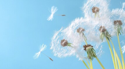 Naklejka premium Dandelion Seeds Floating in the Air Against a Blue Background, Nature's Serene Beauty Captured