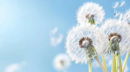 Naklejka premium Delicate Dandelion Blossoms Against a Soft Blue Sky in Bright Natural Light