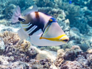 ムラサメモンガラ, Lagoon triggerfish. Picassofish, Rhinecanthus aculeatus, モンガラカワハギ科, 
Humuhumunukunukuapua’a,
美しいサンゴ礁と熱帯魚の群れ。
嘉比島沖縄県
島尻郡慶良間諸島座間味島-2025
サンゴの産卵があり卵が漂う。沖縄本島から40km西方の諸島。30以上の島嶼群全体が国立公園に指定。珊瑚礁の青い海