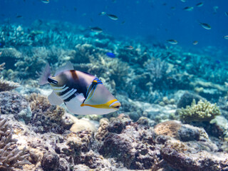 ムラサメモンガラ, Lagoon triggerfish. Picassofish, Rhinecanthus aculeatus, モンガラカワハギ科, 
Humuhumunukunukuapua’a,
美しいサンゴ礁と熱帯魚の群れ。
嘉比島沖縄県
島尻郡慶良間諸島座間味島-2025
サンゴの産卵があり卵が漂う。沖縄本島から40km西方の諸島。30以上の島嶼群全体が国立公園に指定。珊瑚礁の青い海