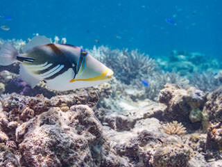 ムラサメモンガラ, Lagoon triggerfish. Picassofish, Rhinecanthus aculeatus, モンガラカワハギ科, 
Humuhumunukunukuapua&rsquo;a,
美しいサンゴ礁と熱帯魚の群れ。
嘉比島沖縄県
島尻郡慶良間諸島座間味島-2025
サンゴの産卵があり卵が漂う。沖縄本島から40km西方の諸島。30以上の島嶼群全体が国立公園に指定。珊瑚礁の青い海