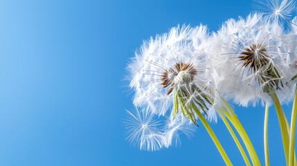 Fototapeta premium Beautiful Close-Up of Dandelion Seeds Floating Against a Clear Blue Sky with Natural Light