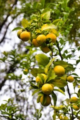 Lemon trees bearing ripe fruit in a sunny garden during late summer