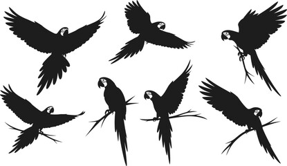Macaw parrot silhouette set, black vector illustration, perched and flying bird poses, tropical species shapes, long tail feathers, minimal style, exotic theme