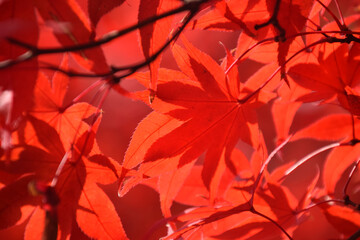 Maple leaves at their peak of autumn color - backlit watermark shot (telephoto zoom shot) / 紅葉の見頃となったもみじの葉～逆光での透かし撮り(望遠ズーム撮影)