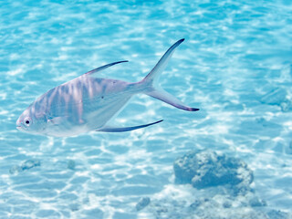 コバンアジ, Small spotted dart, Trachinotus baillonii, アジ科,
半水面撮影。
美しいサンゴ礁と熱帯魚の群れ。
嘉比島沖縄県
島尻郡慶良間諸島座間味島-2025
サンゴの産卵があり卵が漂う。沖縄本島から40km西方の諸島。30以上の島嶼群全体が国立公園に指定。珊瑚礁の青い海と白い砂浜は世界屈指の美。貴重な動植物が多数生息。
