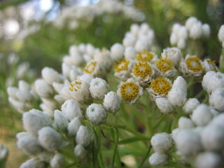close up of a pine tree