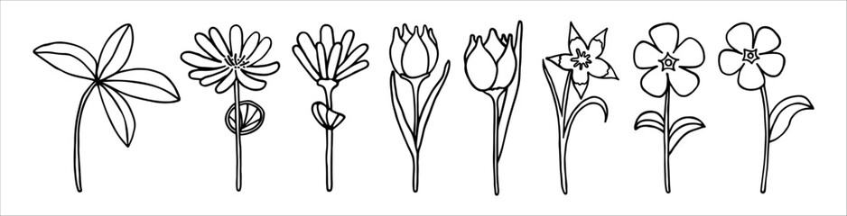 Set of black and white vector plants and flowers in doodle style Основные RGB