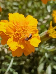 Sweat bees, Ceratina or green bee setting on Merigold flowers